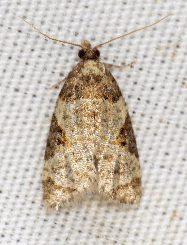 Anopina ednana, photo 2 of 5