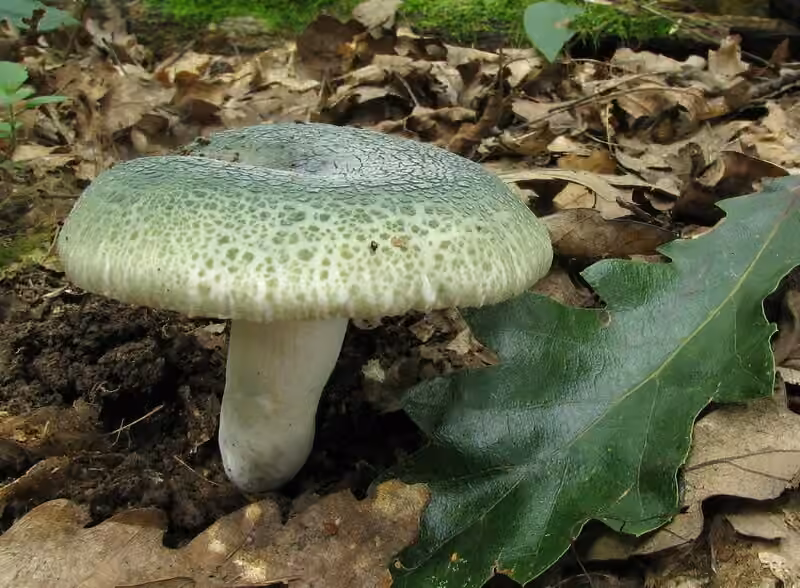 Greencracked Brittlegill, photo 1 of 5