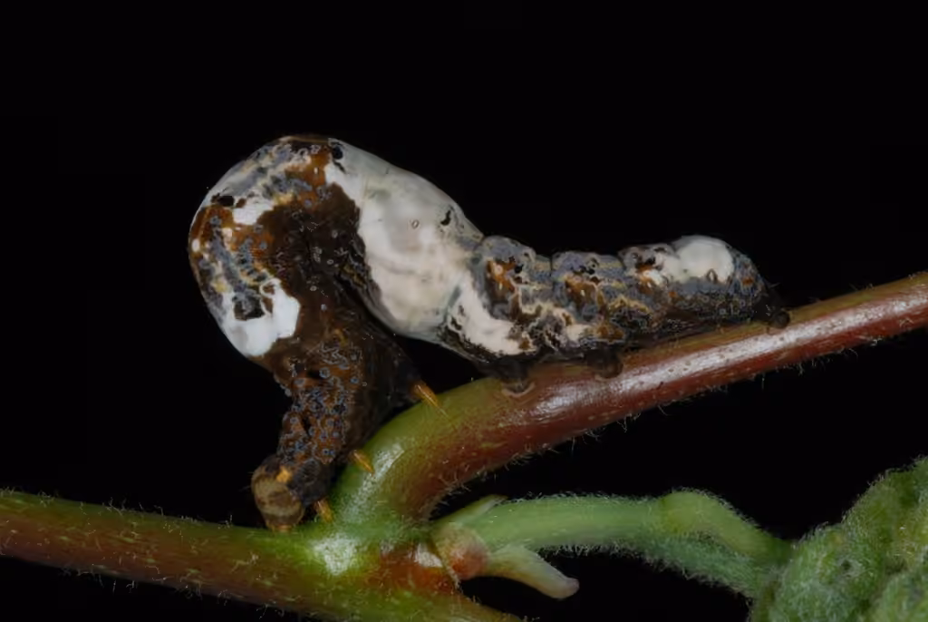 Moonseed Moth, Chenille