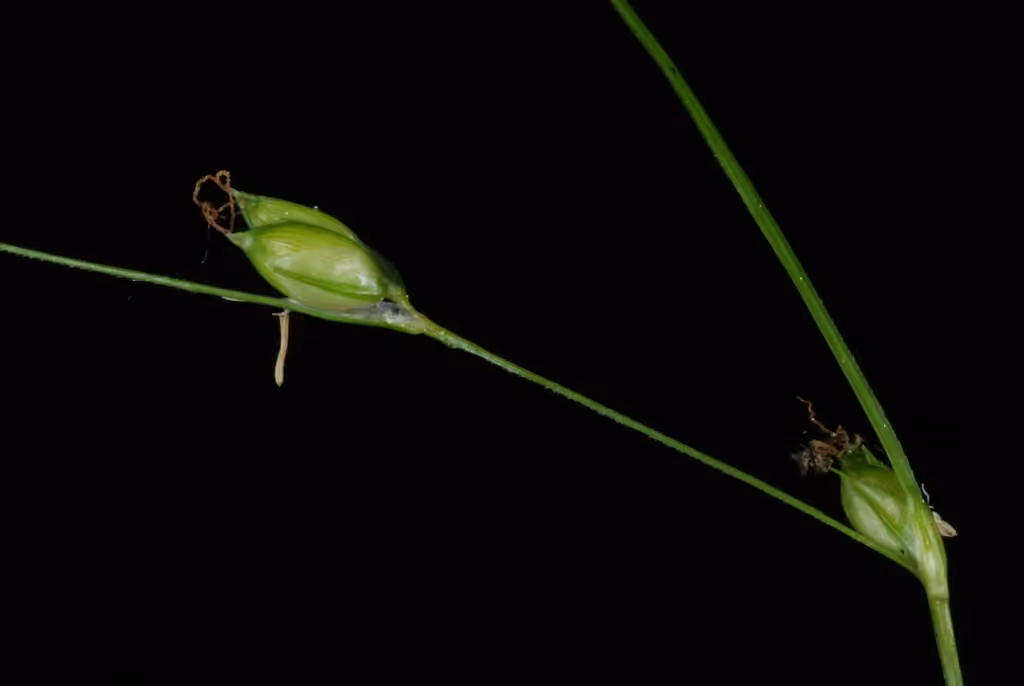 Carex de Billings, En fleurs
