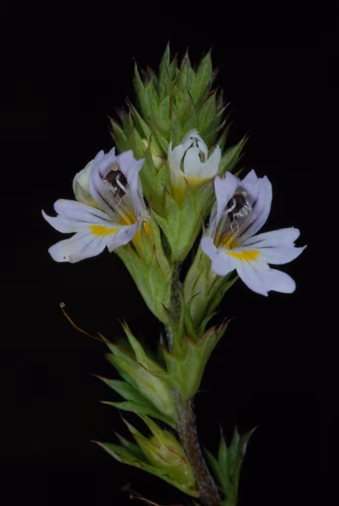 Drug eyebright, In fruit