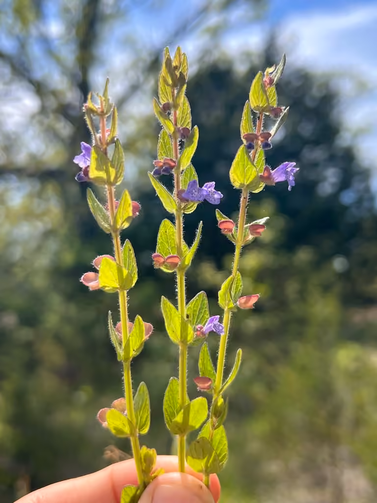 Scutellaire minime, En fleurs