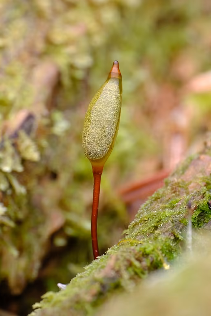 Piper's buxbaumia moss, photo 1 of 5