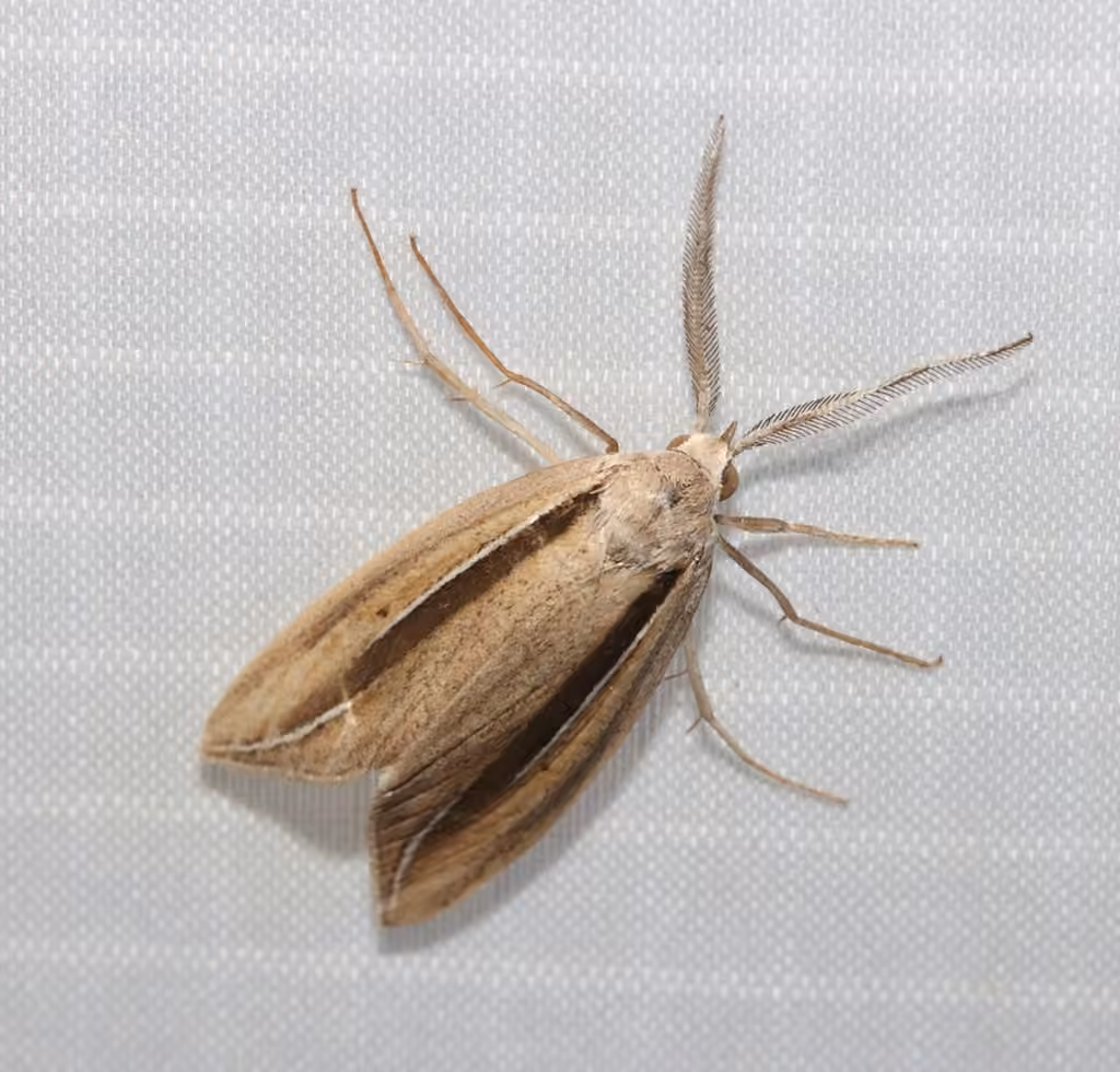 Dull Doryodes Moth, Adulte