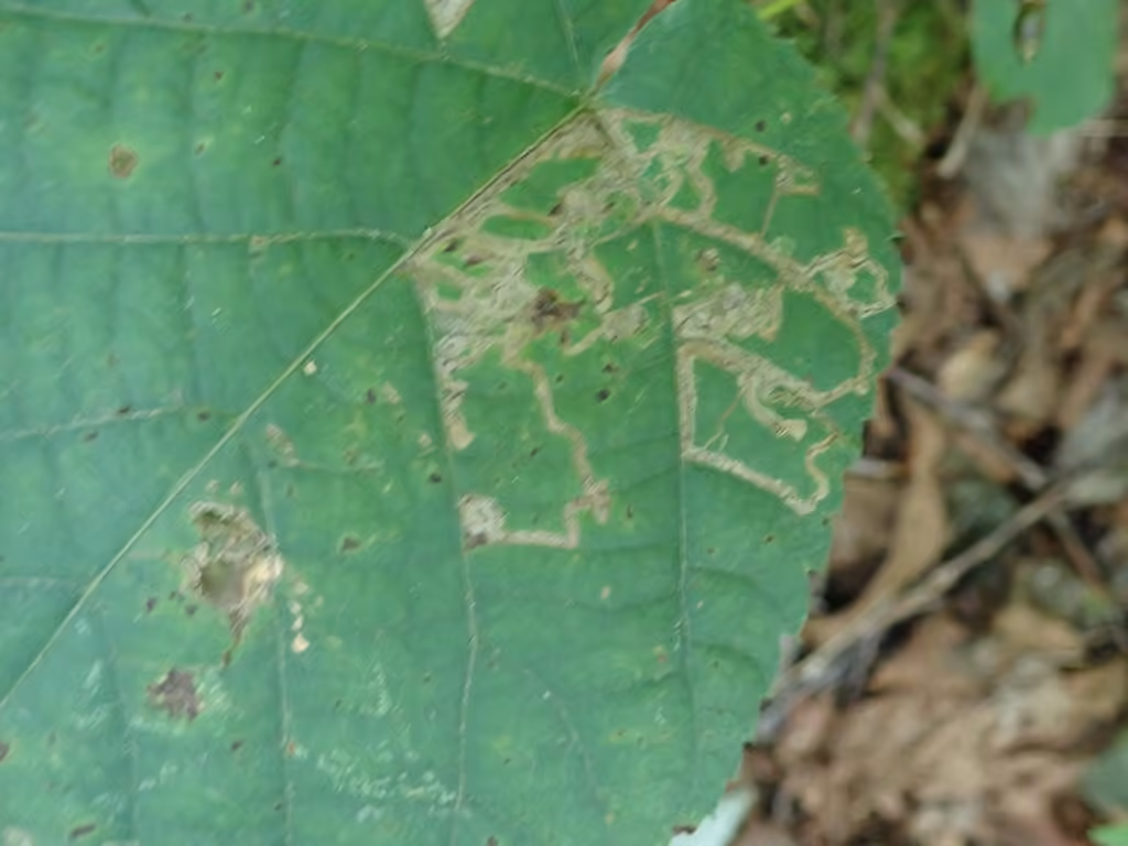 Stigmella tiliella, Leaf mine