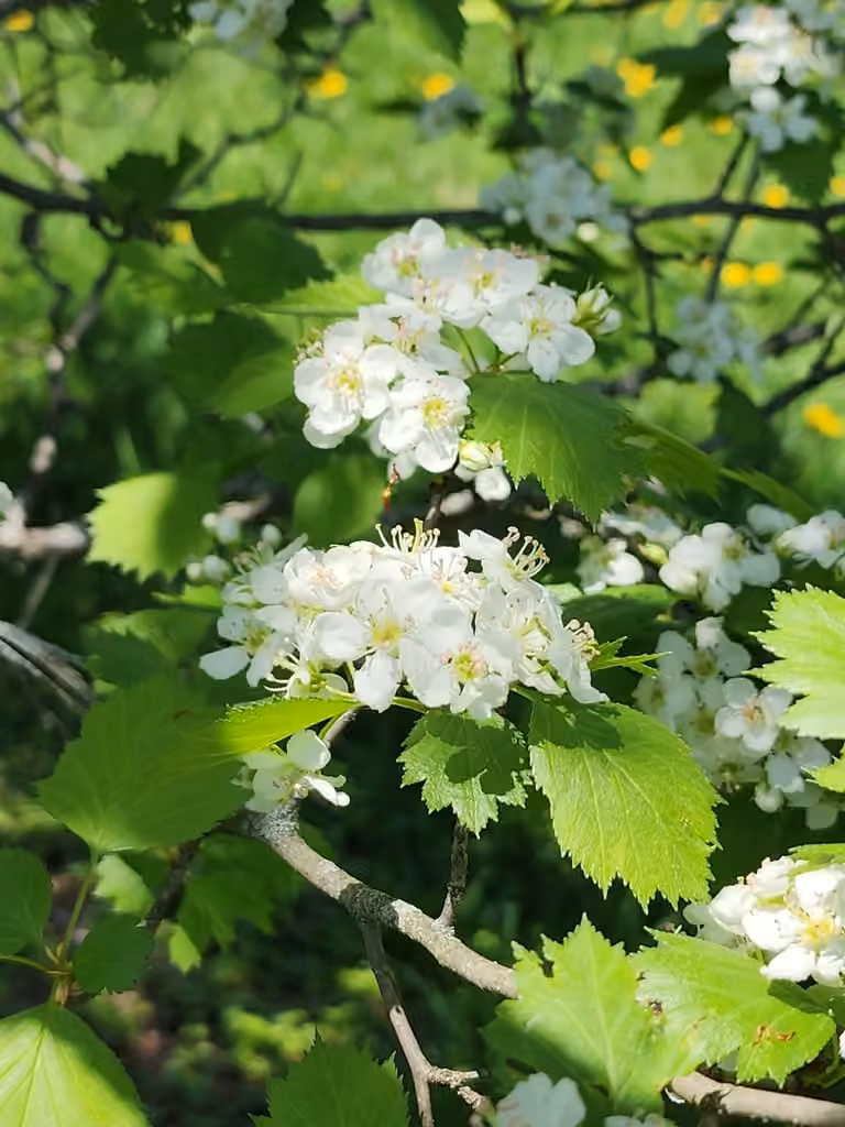 Laurentian hawthorn, photo 1 of 5