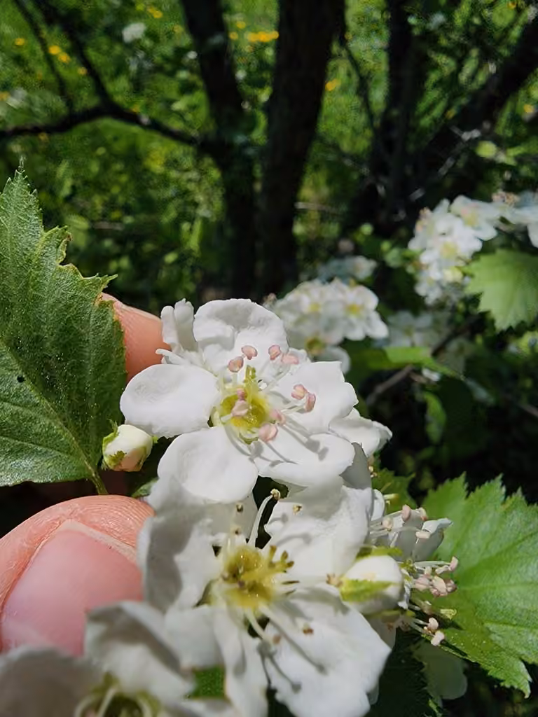 Laurentian hawthorn, photo 3 of 5