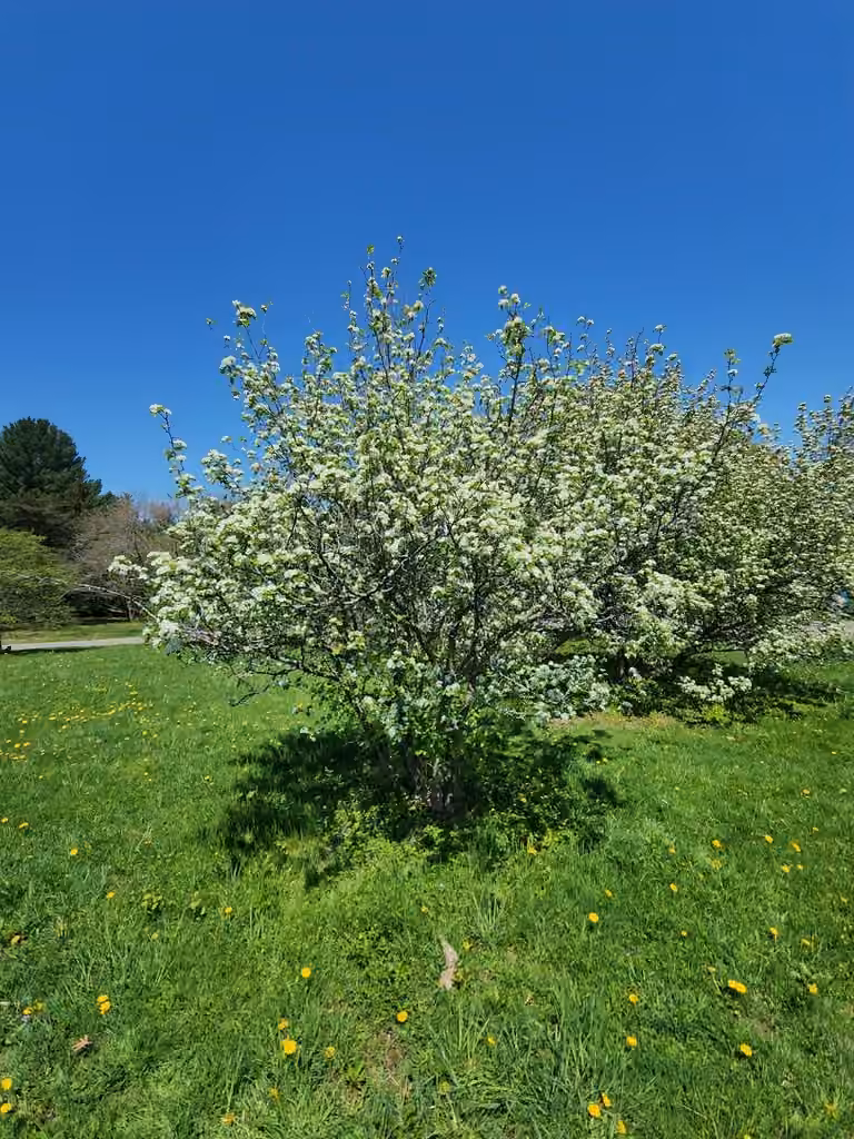 Laurentian hawthorn, photo 2 of 5
