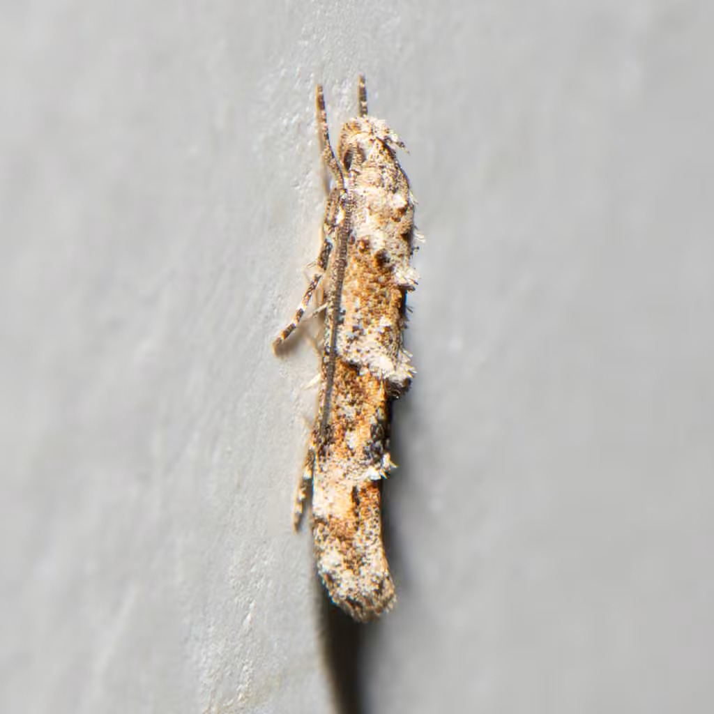 Mompha stellella, Adult