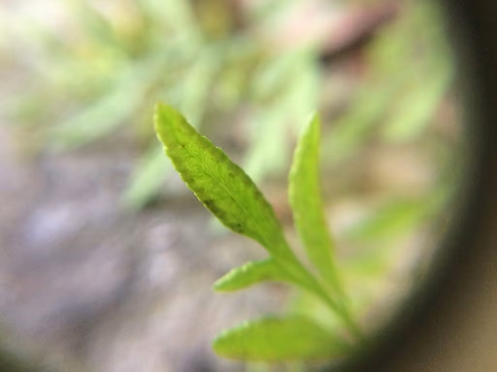 Cryptogramme de Steller, photo 3 sur 5