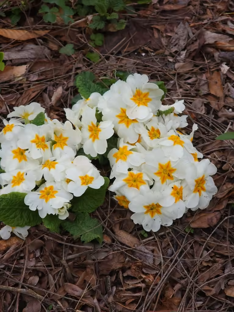 English primrose, In flower