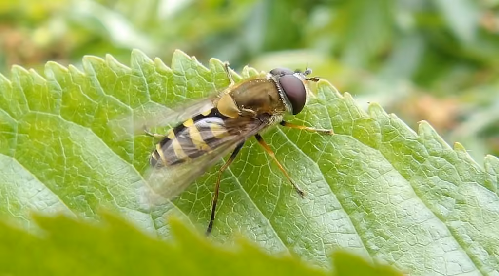 Black-thighed Flower Fly, Male