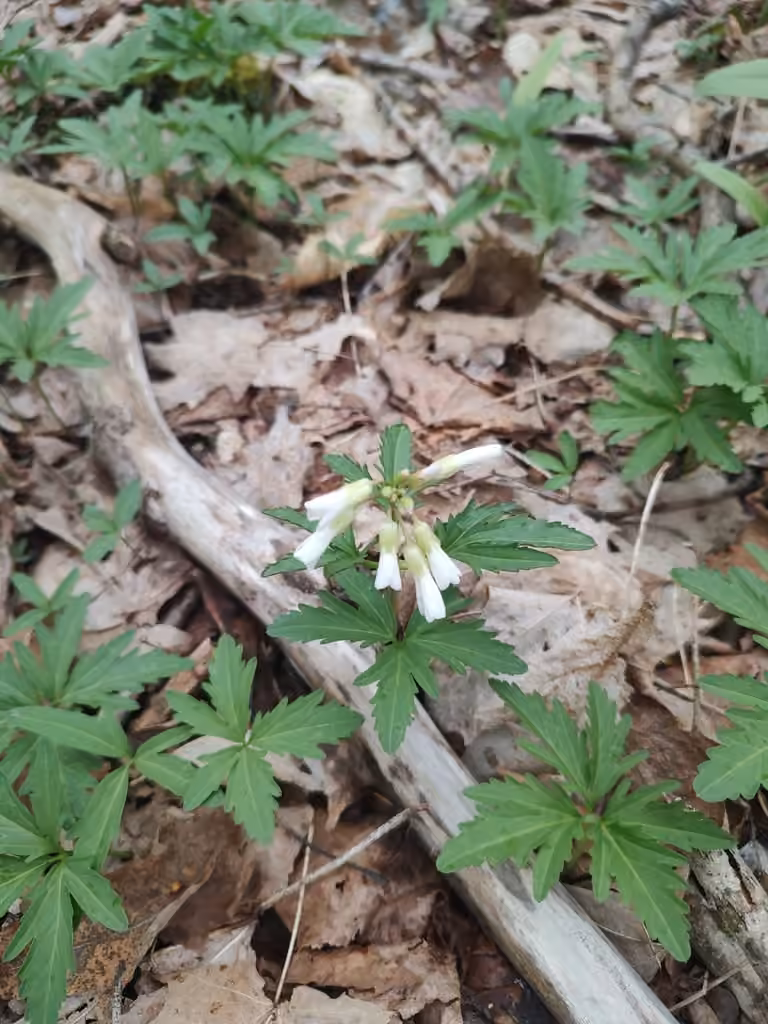 Large toothwort, Flower buds