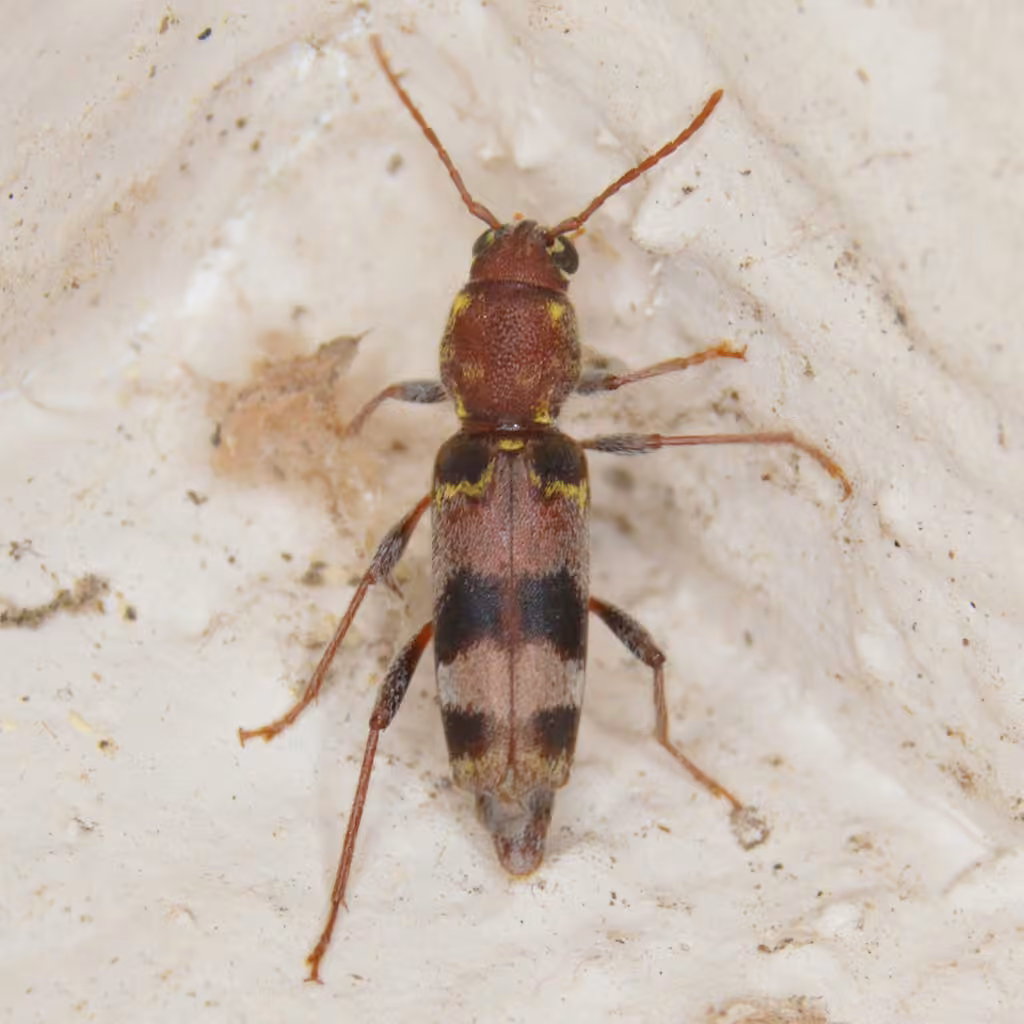 Rustic Borer, photo 3 of 5