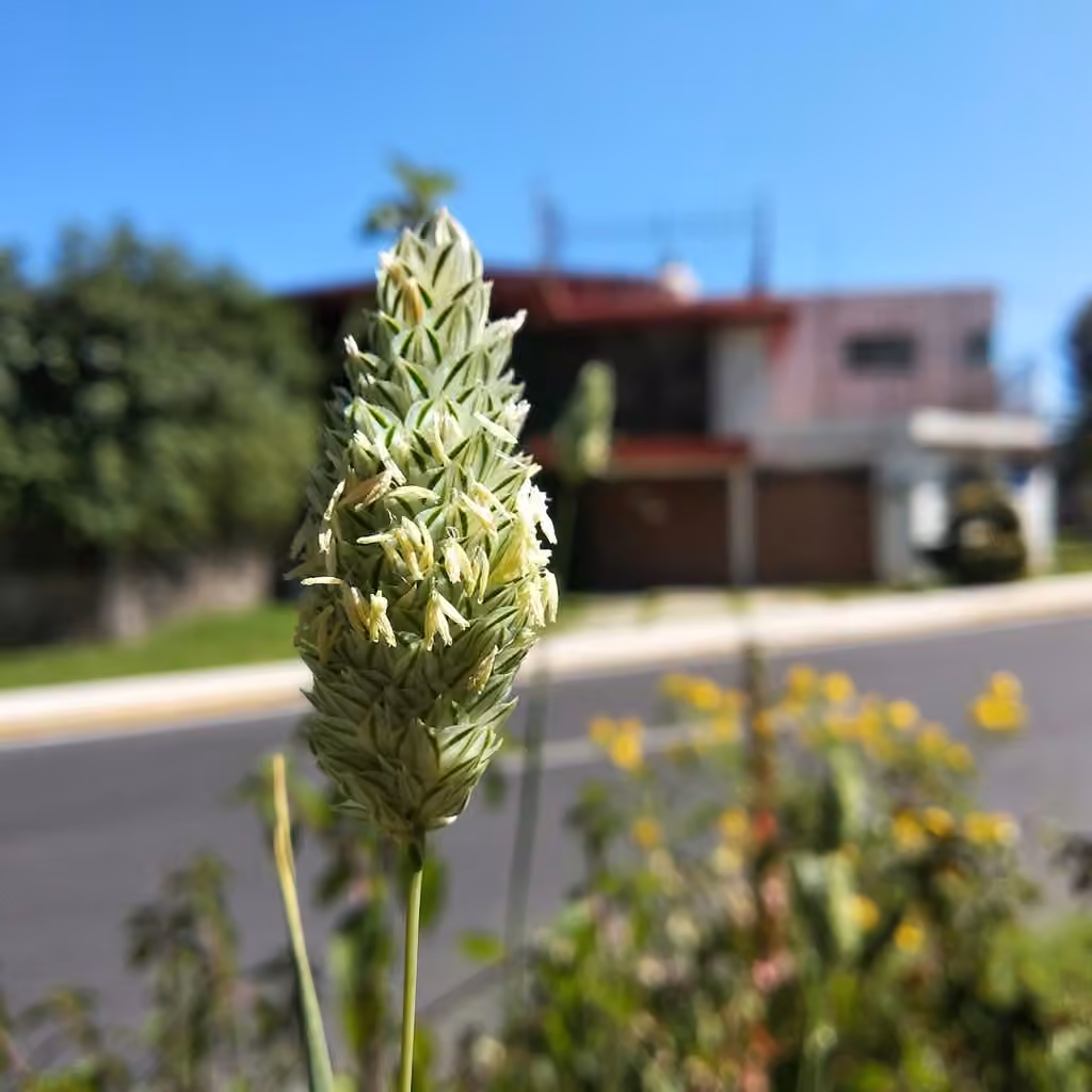 Annual canarygrass, In fruit