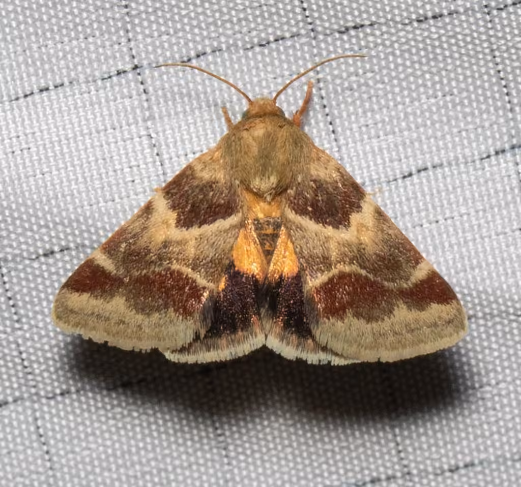 Lynx Flower Moth