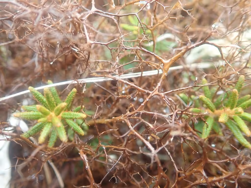 Bryocaulon lichen, photo 2 of 5