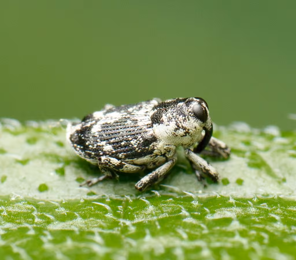 Ragweed Stem Weevil, Adult