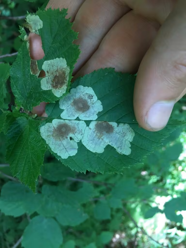 Hazel Blotchminer, Mine