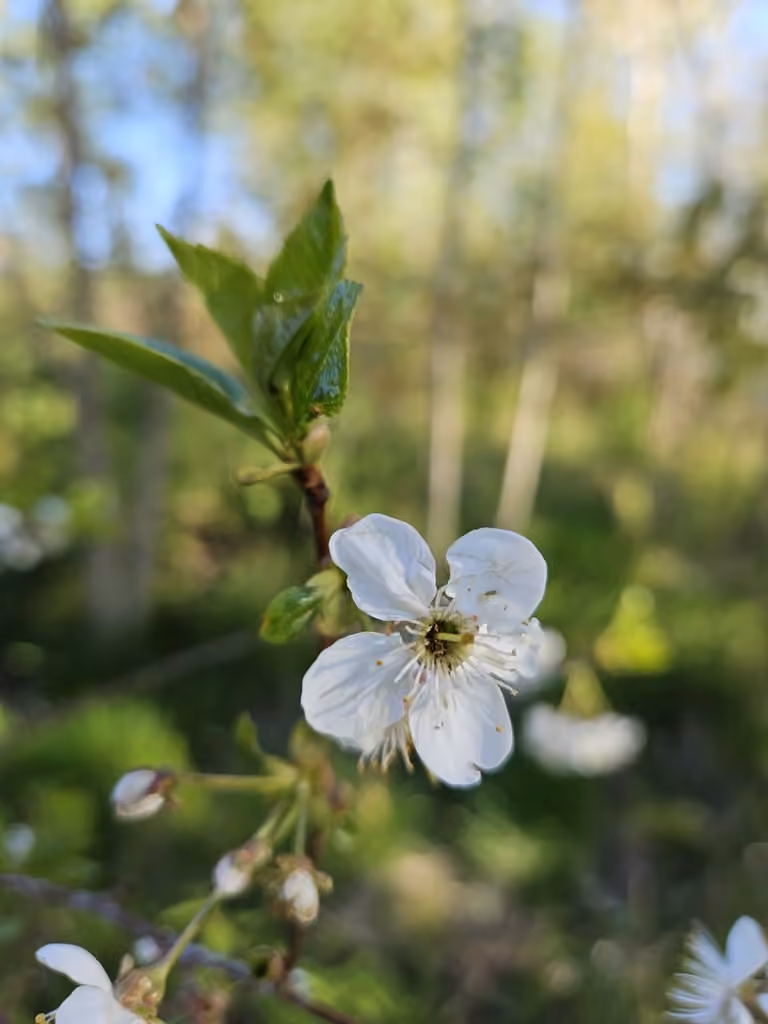 Cerisier acide, En fleurs