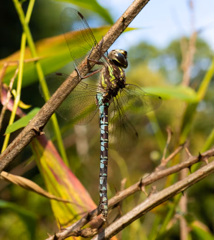 Aeschne verticale, Femelle