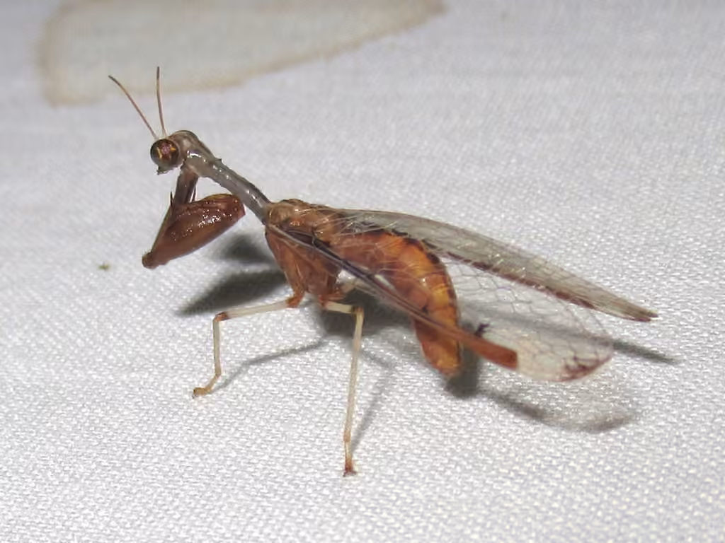 Four-spotted Mantisfly, photo 3 of 5