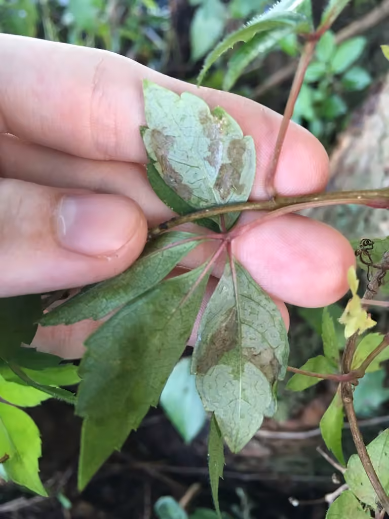 Phyllocnistis ampelopsiella, photo 3 of 5