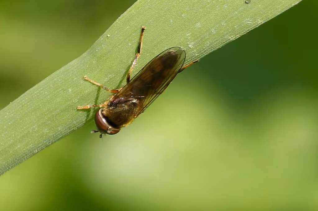 Syrphe blindé, Mâle