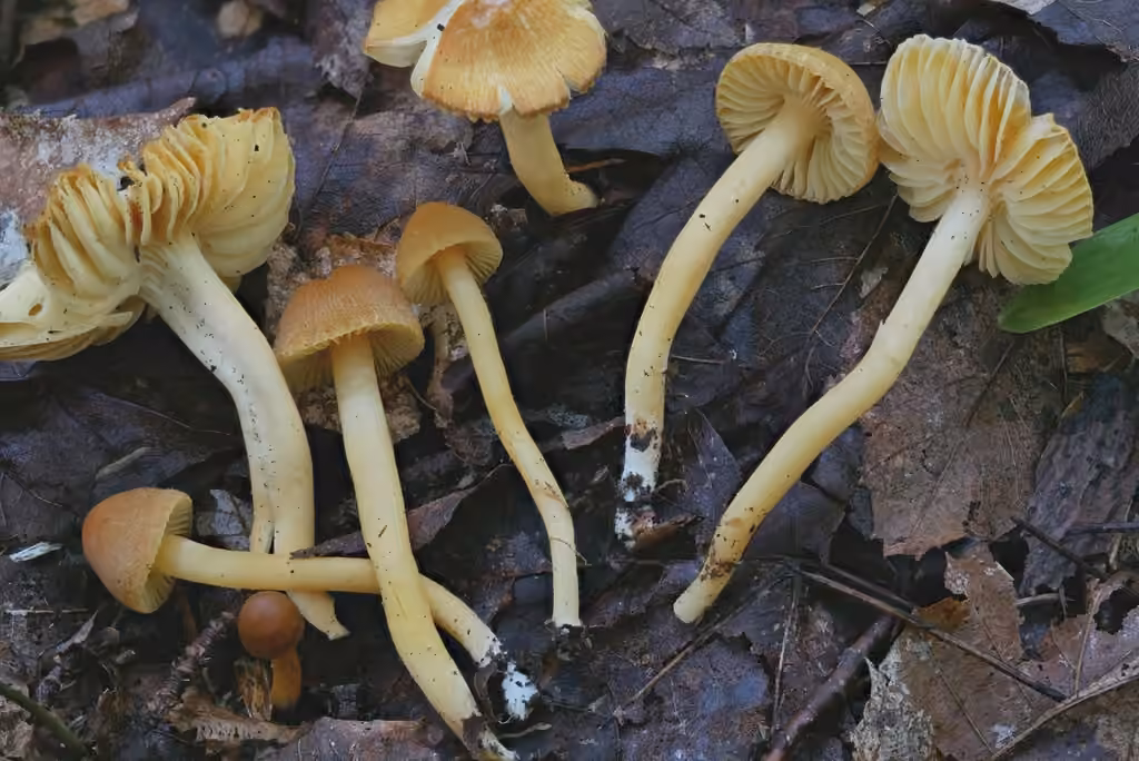 Humidicutis auratocephala, photo 2 sur 5