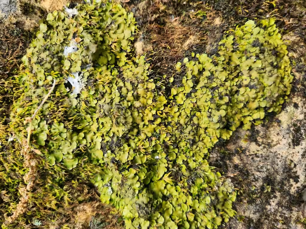 Placide des arbres, photo 3 sur 5