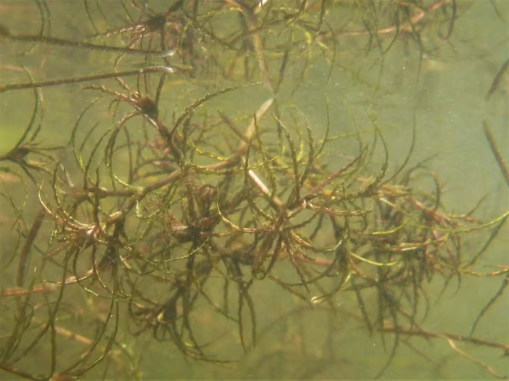 Brittle waternymph, photo 1 of 5