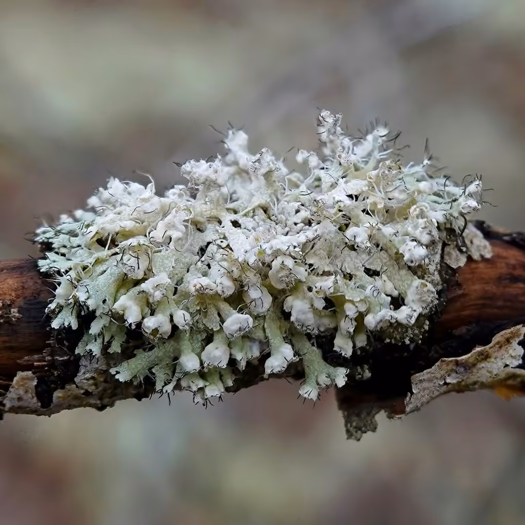 Physcie grimpante