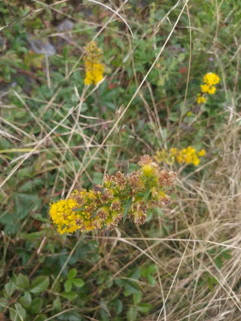 Verge d'or pubérulente, En fleurs