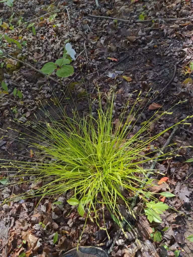 Carex de Dewey, En fleurs