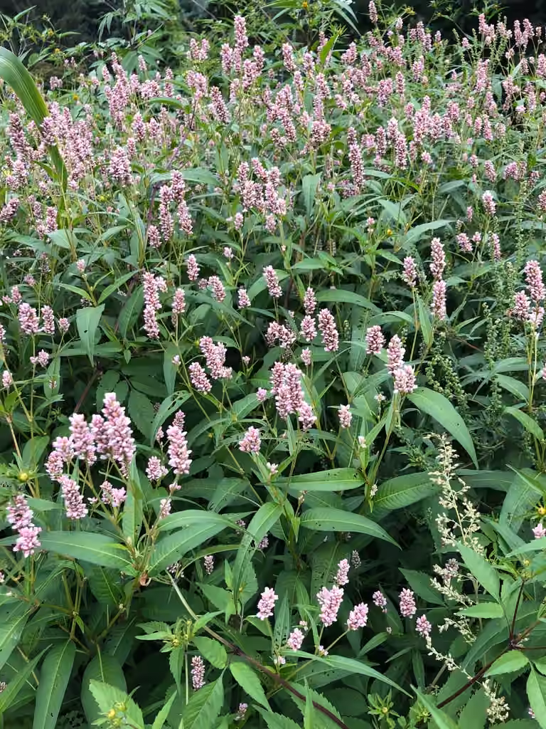 Renouée de Pennsylvanie, En fleurs