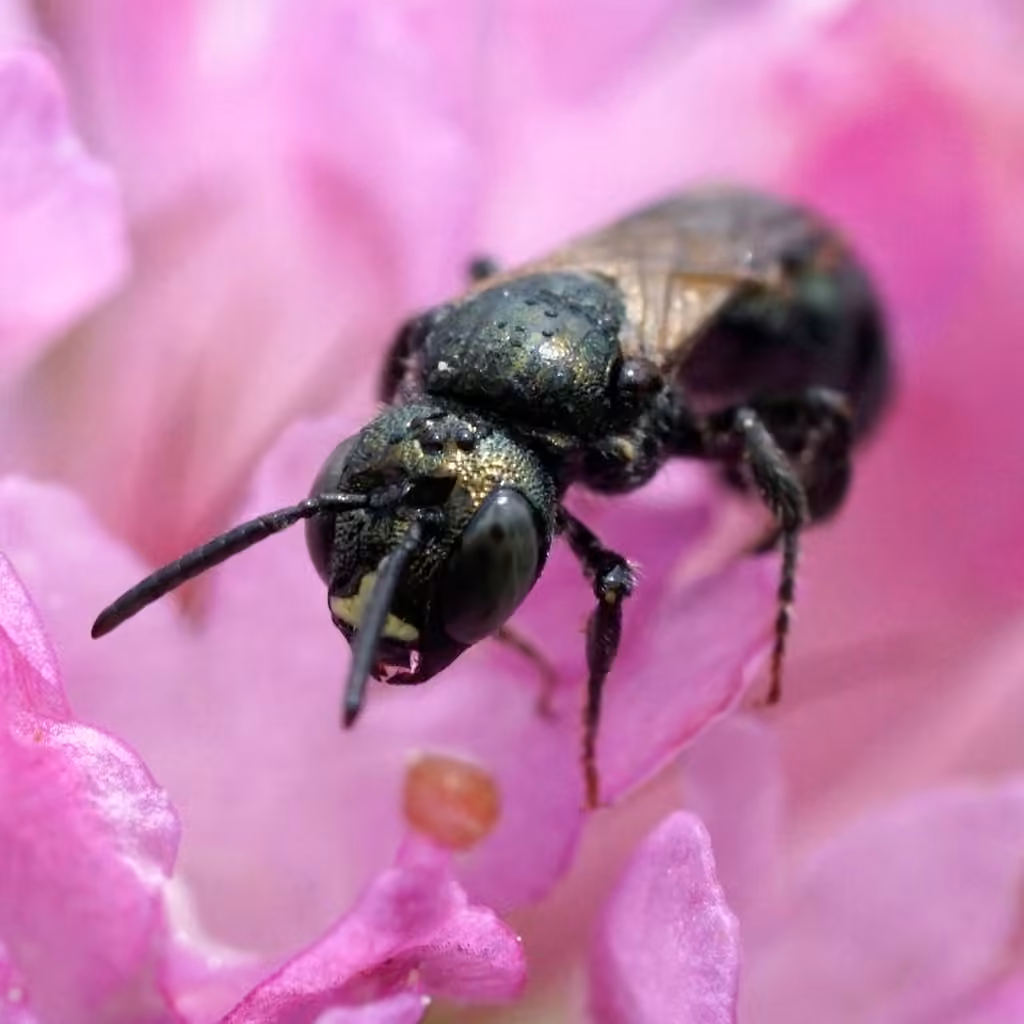 Spurred Ceratina, photo 1 of 5
