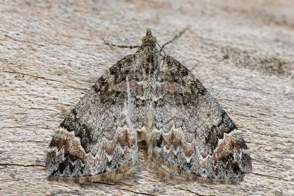 Dark Marbled Carpet
