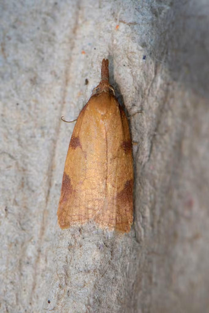 Sparganothis boweri