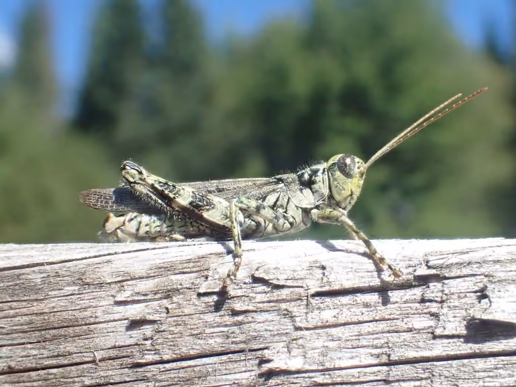 Pine tree Spur-throat Grasshopper, Male