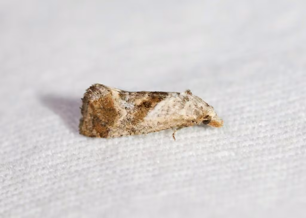Cochylichroa temerana, photo 1 of 5