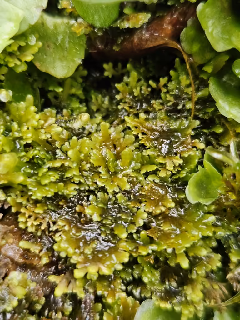 Delicate Germanderwort, photo 3 of 5