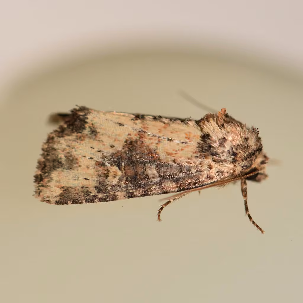 Broken-lined Brocade Moth, Adult