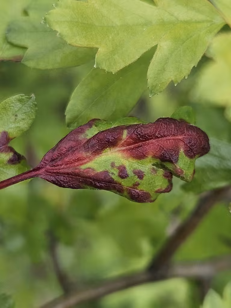 hawthorn-carrot aphid, photo 2 sur 5