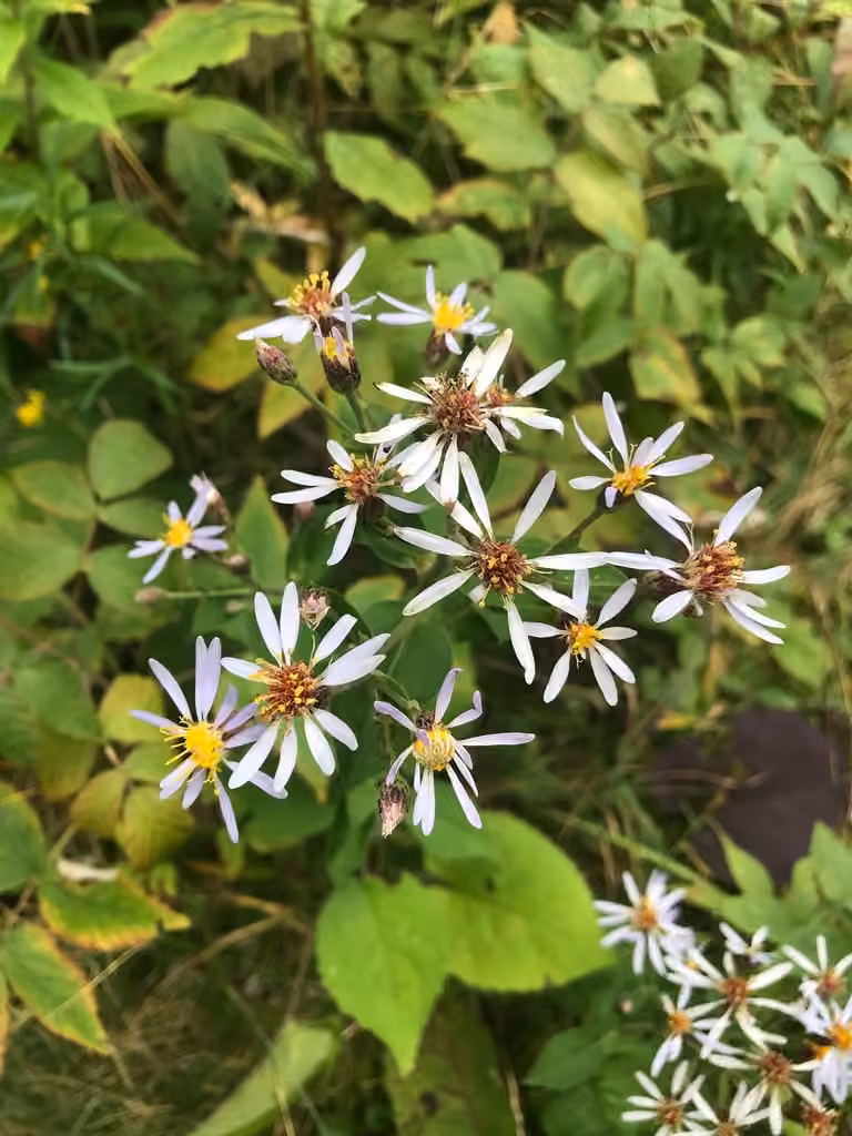 Bigleaf aster, In flower