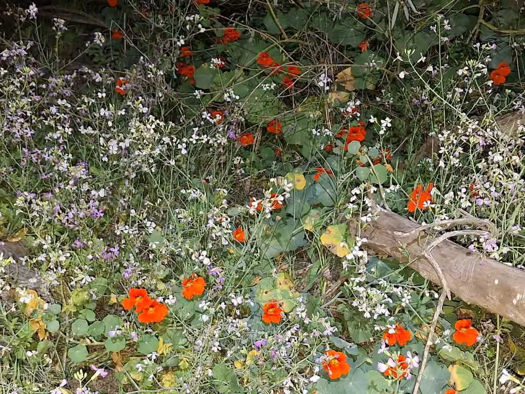 Nasturtium, In fruit