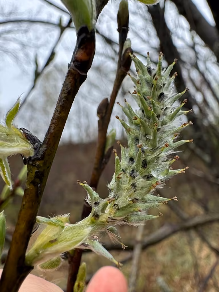 Saule à long pétiole, En fleurs