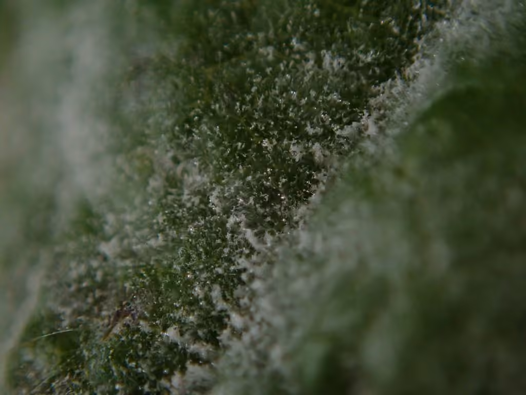Oïdium des érables, photo 2 sur 5