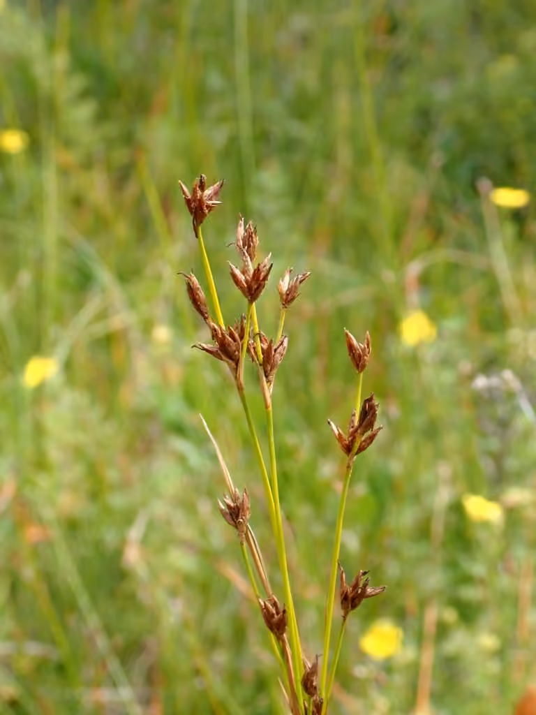 Brownish beaksedge, In flower