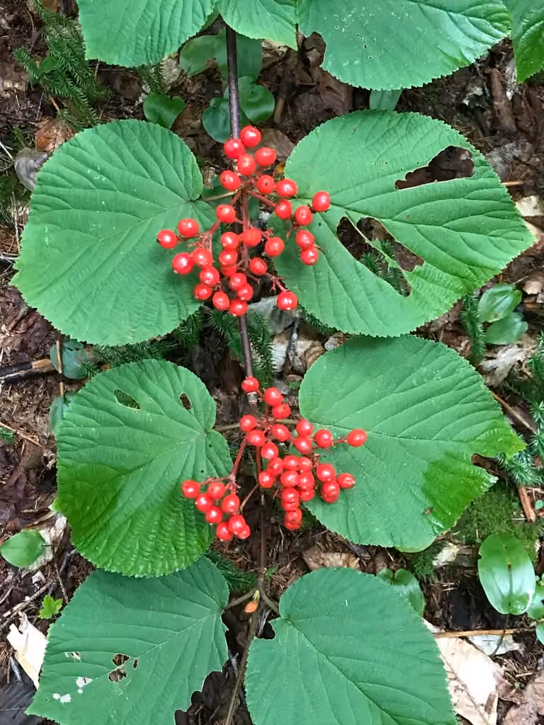 Viorne bois-d'orignal, En fruits