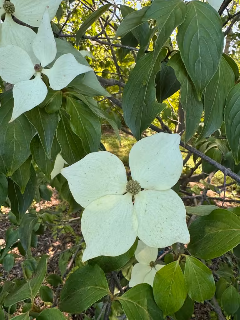 Cornouiller kousa, En fleurs